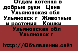 Отдам котенка в добрые руки › Цена ­ 1 - Ульяновская обл., Ульяновск г. Животные и растения » Кошки   . Ульяновская обл.,Ульяновск г.
